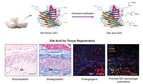   Xenogels - Biomateriały przyszłości dla regeneracji tkanek?